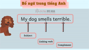 Bổ ngữ trong tiếng Anh - Định nghĩa, Cách dùng và Bài tập